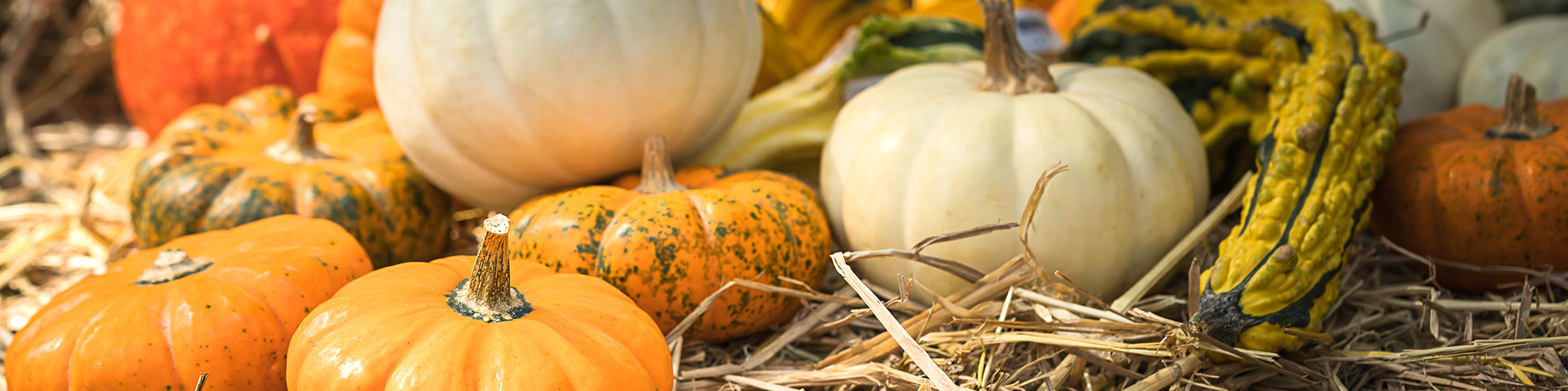 Elmer Harvest Festival